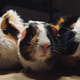 Illustration for article titled Adopt A Guinea Pig And Give Them New Lifeem/emem/em